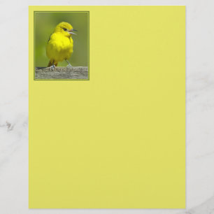Orchard Oriole - Originalfotografi