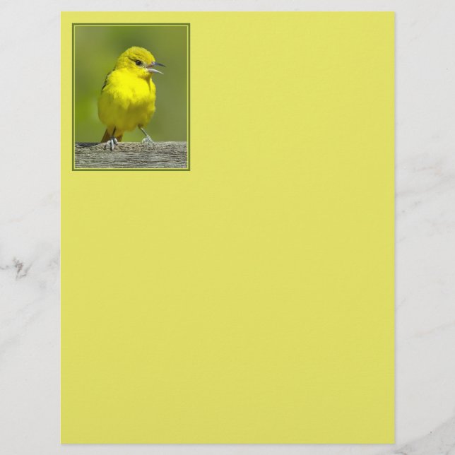 Orchard Oriole - Originalfotografi (Framsida)