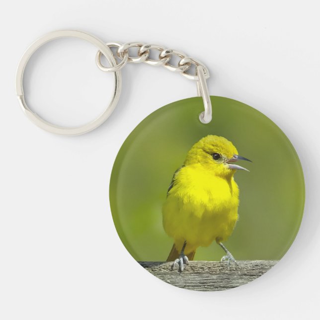 Orchard Oriole - Originalfotografi (Framsidan)
