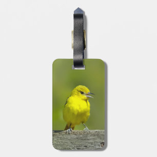 Orchard Oriole - Originalfotografi Bagagebricka