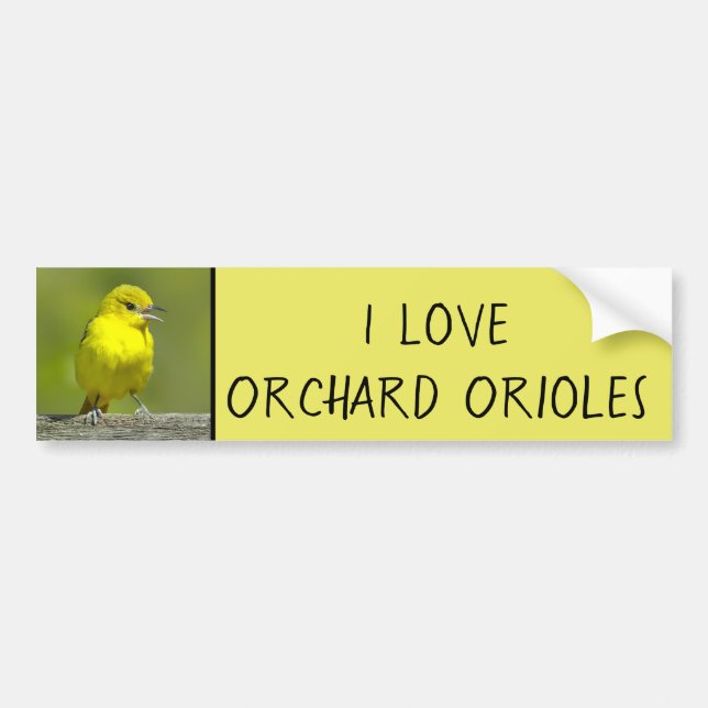 Orchard Oriole - Originalfotografi Bildekal (Framsidan)