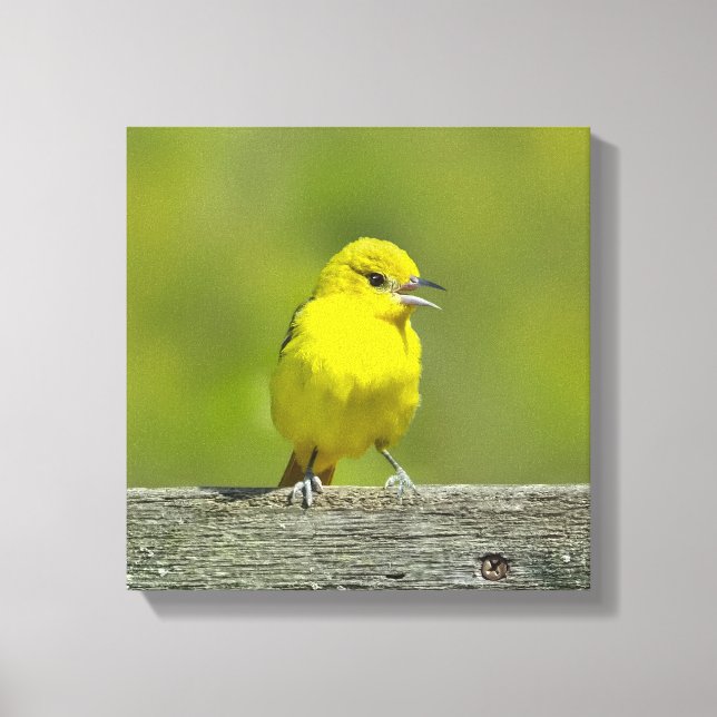Orchard Oriole - Originalfotografi Canvastryck (Framsida)