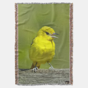 Orchard Oriole - Originalfotografi Filt