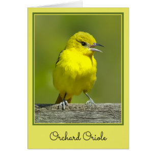 Orchard Oriole - Originalfotografi Hälsningskort