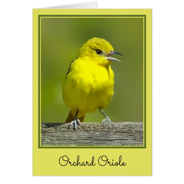Orchard Oriole - Originalfotografi Hälsningskort (Framsidan)