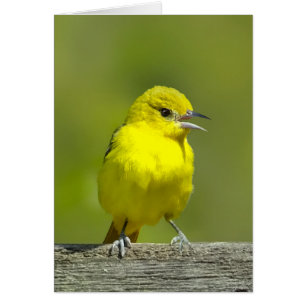 Orchard Oriole - Originalfotografi Hälsningskort