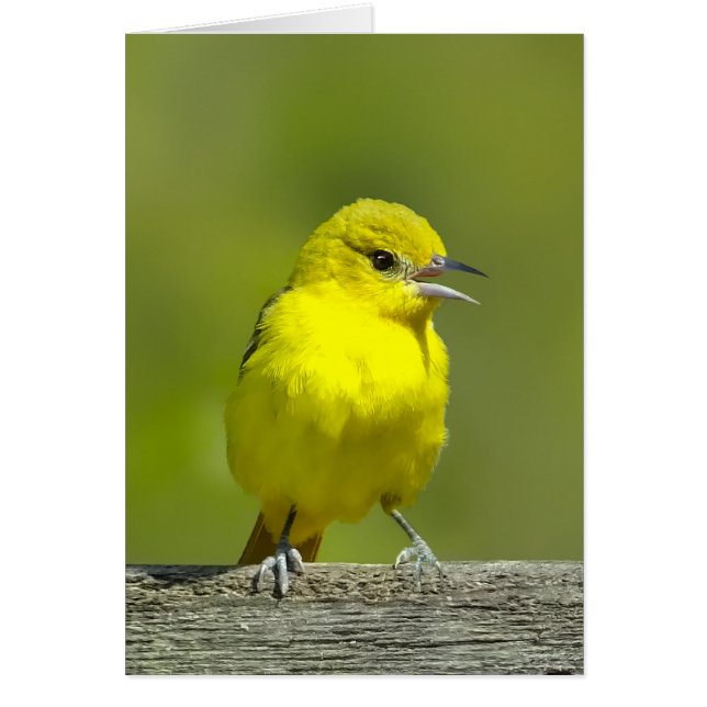 Orchard Oriole - Originalfotografi Hälsningskort (Framsidan)