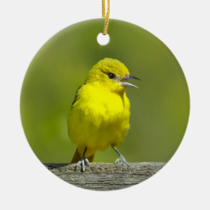 Orchard Oriole - Originalfotografi Julgransprydnad Keramik