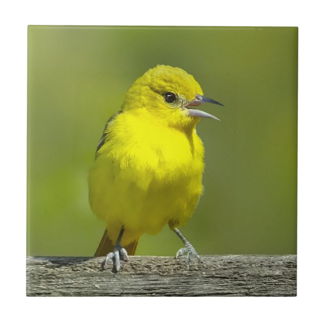 Orchard Oriole - Originalfotografi Kakelplatta (Framsidan)