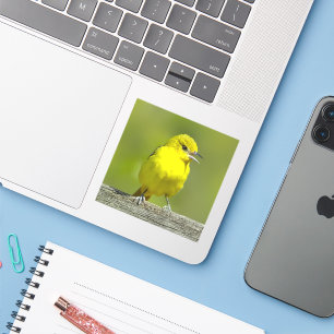 Orchard Oriole - Originalfotografi Klistermärken
