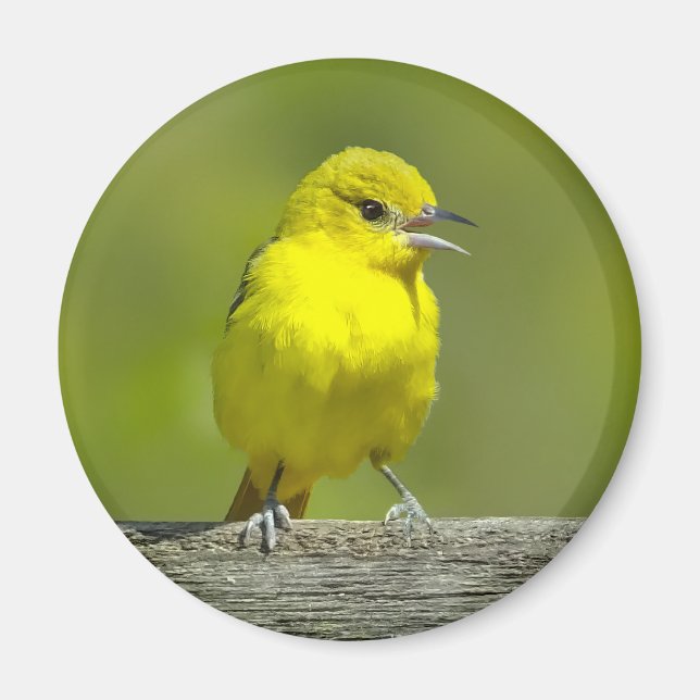 Orchard Oriole - Originalfotografi Magnet (Framsidan)