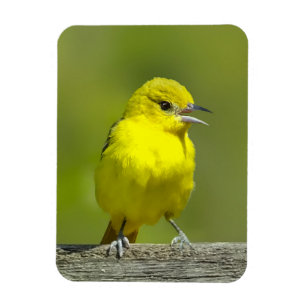 Orchard Oriole - Originalfotografi Magnet