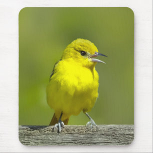 Orchard Oriole - Originalfotografi Musmatta