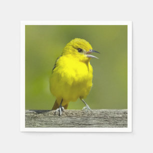 Orchard Oriole - Originalfotografi Pappersservett