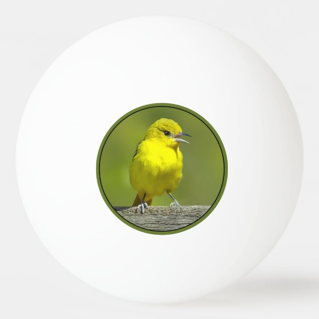 Orchard Oriole - Originalfotografi Pingisboll (Framsidan)