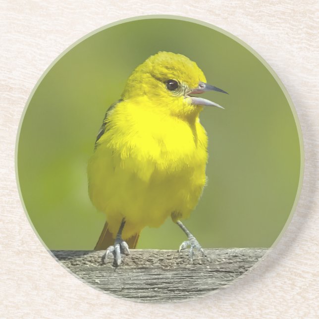 Orchard Oriole - Originalfotografi Underlägg (Framsidan)