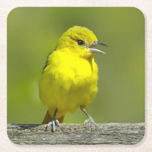 Orchard Oriole - Originalfotografi Underlägg Papper Kvadrat