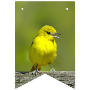 Orchard Oriole - Originalfotografi Vimplar