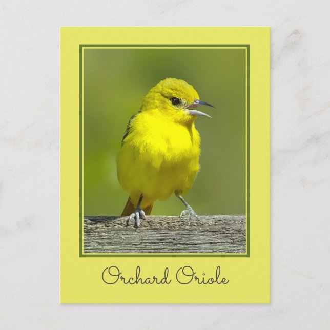 Orchard Oriole - Originalfotografi Vykort (Framsida)