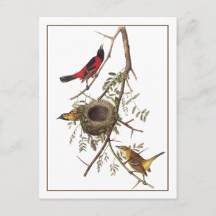 Orchard Oriole Vykort