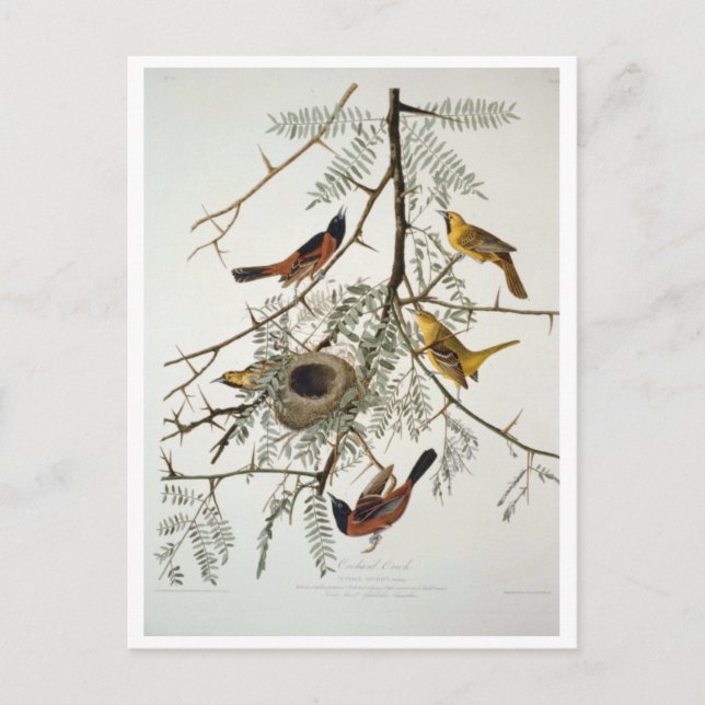 Orchard Oriole Vykort (Framsida)