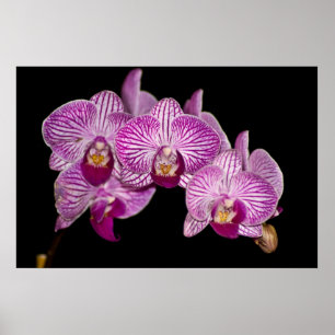Orchid 1 på svart poster