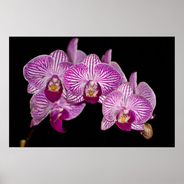 Orchid 1 på svart poster (Framsidan)