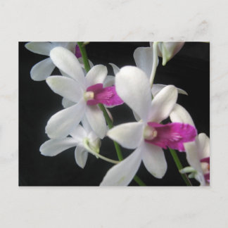 Orchid 1 vykort