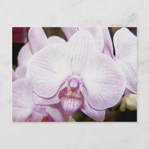 Orchid 4 vykort