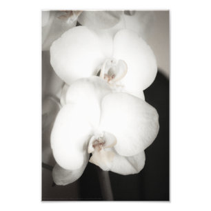 Orchid 8931 fototryck