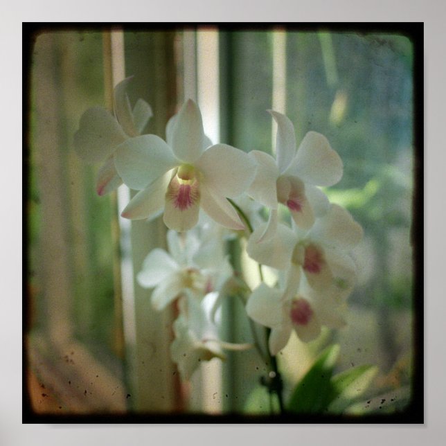 orchid 8 x 8 original Nature TTV-fotografi Poster (Framsidan)
