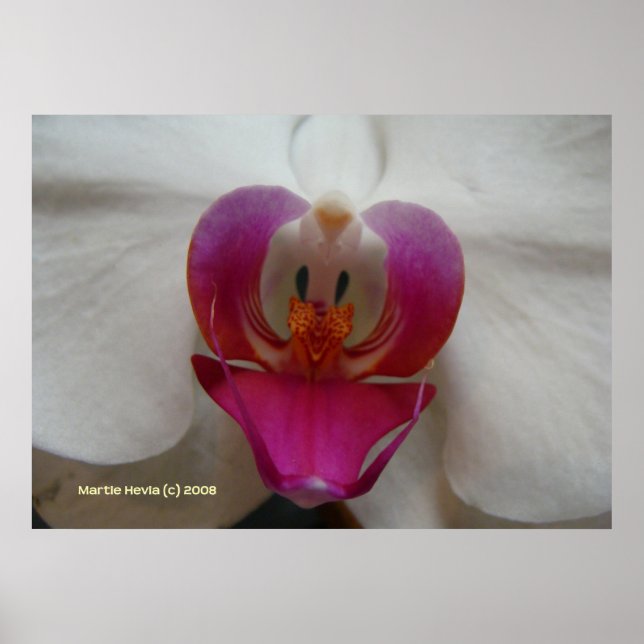 Orchid Ansikte Poster (Framsidan)