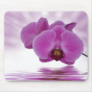 Orchid Aurora Musmatta