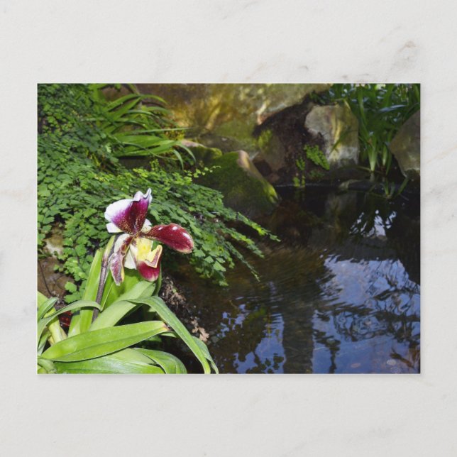 Orchid av Vatten Vykort (Framsida)