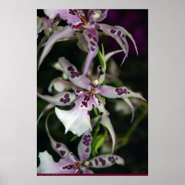 Orchid Beallara Poster -24x36 - även andra storlek