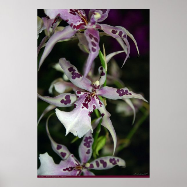 Orchid Beallara Poster -24x36 - även andra storlek (Framsidan)