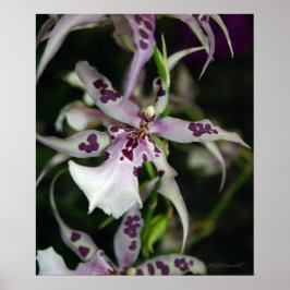 Orchid Beallara Skriv ut -20 x 24 andra storlekar  Poster