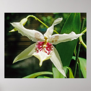 Orchid Beallara 'Tahoma Glacier Poster
