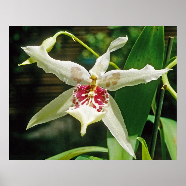 Orchid Beallara "Tahoma Glacier" Poster (Framsidan)