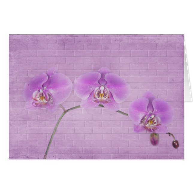 Orchid Beauty OBS Kort (Framsidan Horizontal)