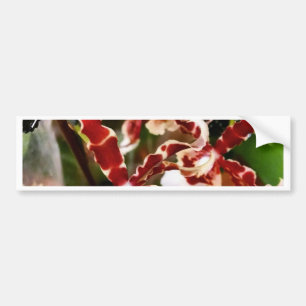 Orchid Bildekal