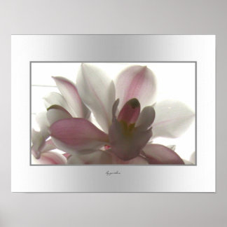 Orchid Blek Beauty Poster
