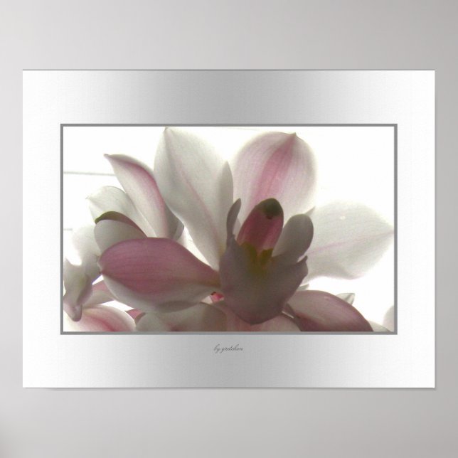 Orchid Blek Beauty Poster (Framsidan)