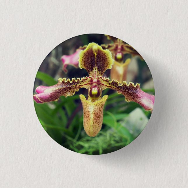 Orchid-blomma Knapp (Framsida)