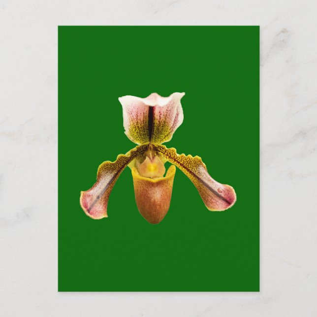 Orchid-blomma Vykort (Framsida)