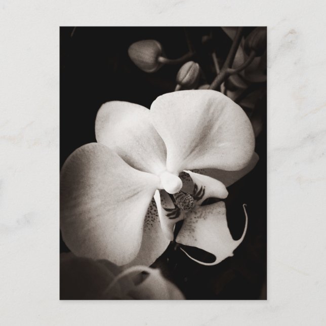 Orchid-blomma Vykort (Framsida)