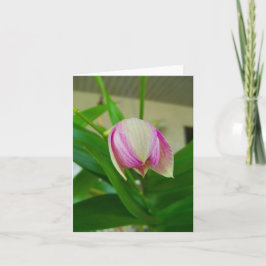 Orchid-blomman öppnas på ett tomt anteckningskort