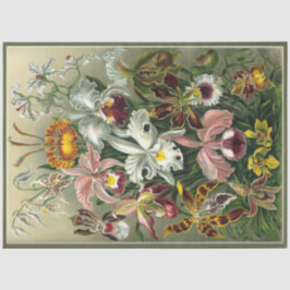 Orchid Blommigt Ernst Haeckel Decoupage