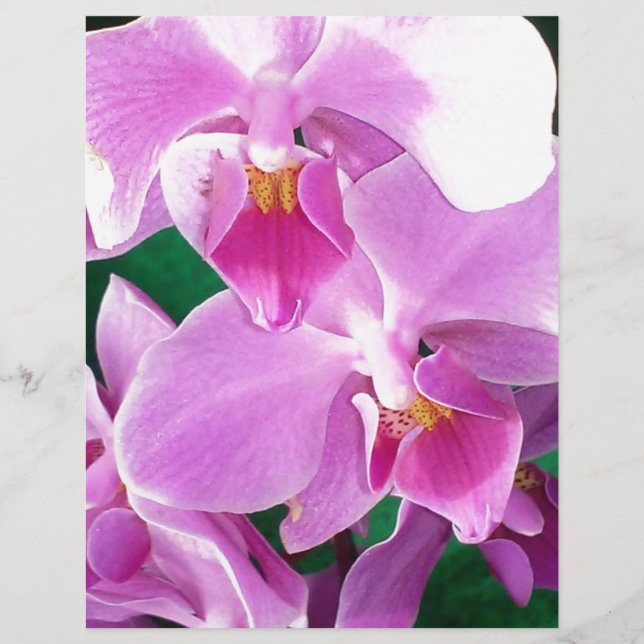 Orchid-blomning i rosa (Framsida)