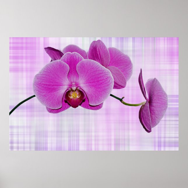 Orchid Blooms Poster (Framsidan)